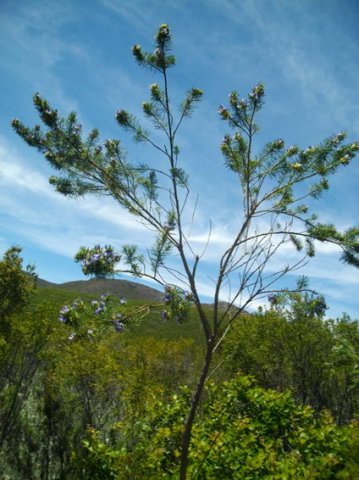 Psoralea pinnata